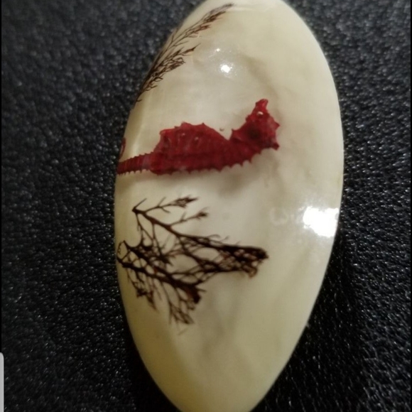 Seahorse and Coral Specimen Trapped in Resin Vintage Brooch (1960s) - Picture 4 of 5